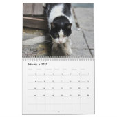 Katzen von Istanbul Kalender (Feb 2027)
