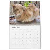 Katzen von Istanbul Kalender (Jan 2027)
