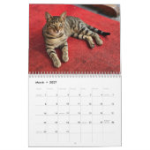 Katzen von Istanbul Kalender (Mär 2027)