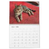 Katzen von Istanbul Kalender (Mär 2026)