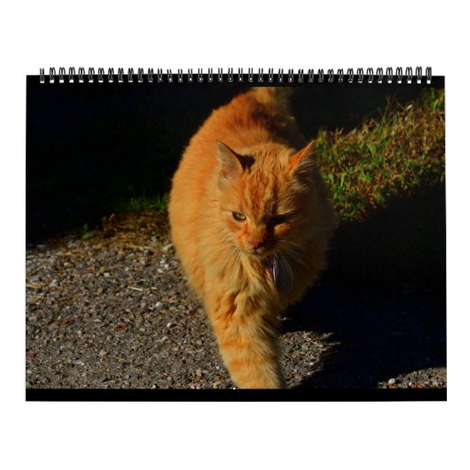 Katzen von Vermont 2024 Kalender (Titelbild)