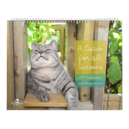 Katzen-Wandkalender 2017 Kalender