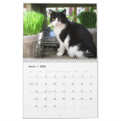 Katzen-Wandkalender Kalender (Mär 2026)