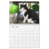 Katzen-Wandkalender Kalender (Mär 2027)