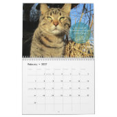 Katzen-Wandkalender Kalender (Feb 2027)