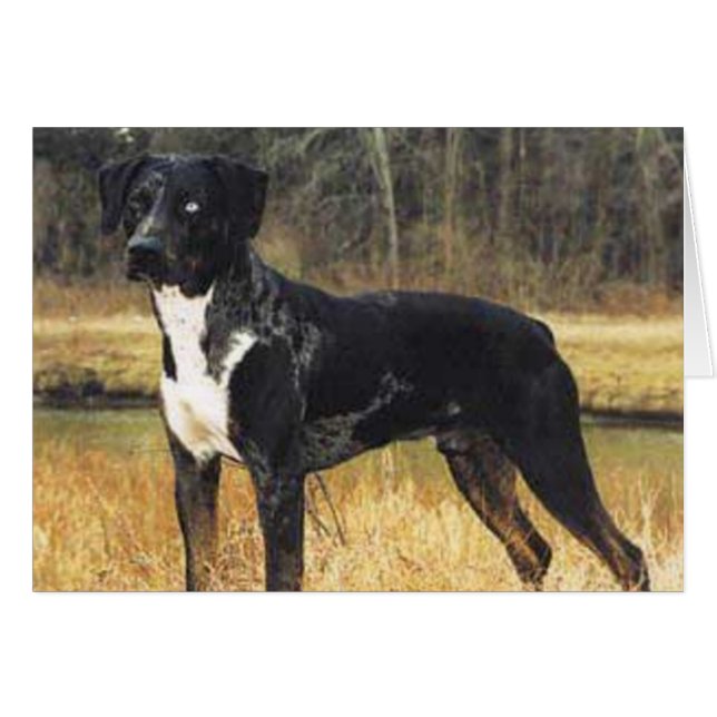 Katzen Wiege Catahoula (Vorderseite (Horizontal))