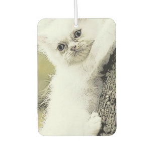 Katzen, Zender, kleine Katze Autolufterfrischer