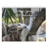 Katzen Zyperns nach PaphosLebenskalender Kalender (Titelbild)