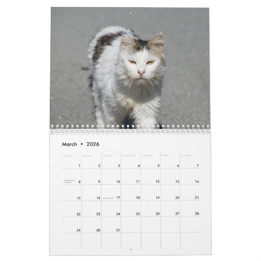 Katzen Zyperns, von PaphosLife Kalender (Mär 2026)
