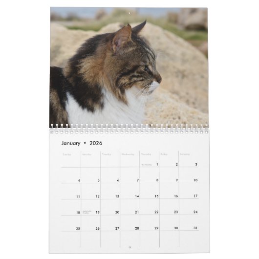 Katzen Zyperns, von PaphosLife Kalender (Jan 2026)