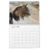 Katzen Zyperns, von PaphosLife Kalender (Jan 2027)