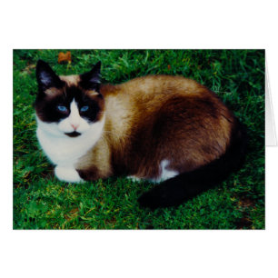 Katzenartige Schönheit