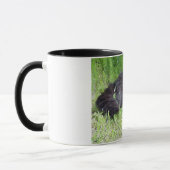 Katzenartiges königliches stolzes des flaumigen tasse (Links)