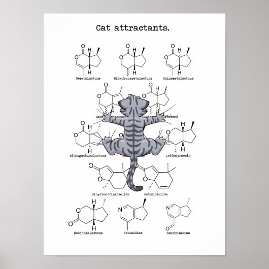 Katzenattraktion Poster (Vorne)