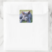 Katzenaufkleber Quadratischer Aufkleber (Tasche)