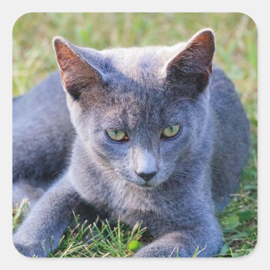Katzenaufkleber Quadratischer Aufkleber (Vorderseite)