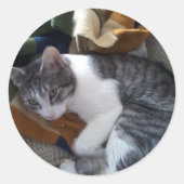 Katzenaufkleber Runder Aufkleber (Vorderseite)