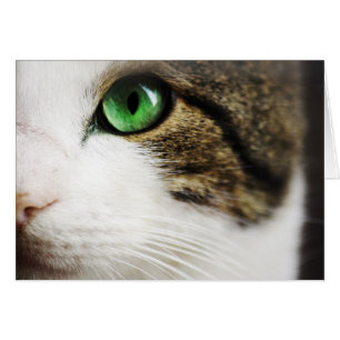 Katzenauge