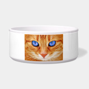 Katzenaugen Gesicht Tiger Makrele rot Katze Napf