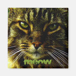 Katzenaugen Hypnotisierung des Fotos Magnet