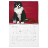 Katzenaugen Kalender (Feb 2027)