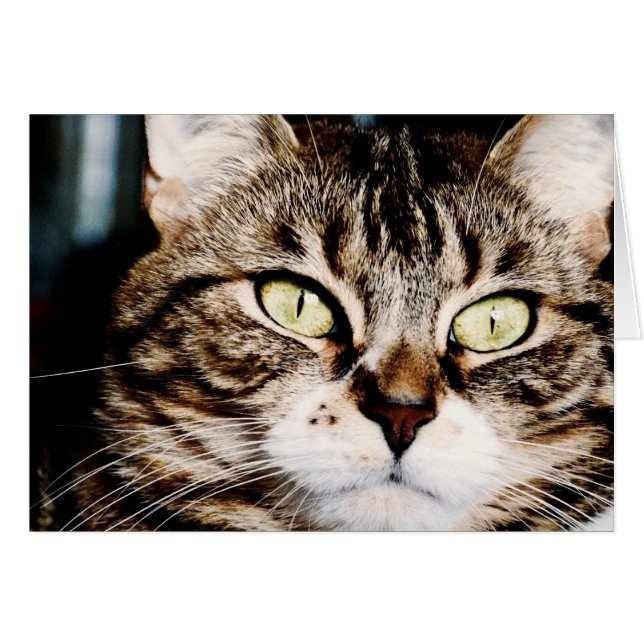 Katzenaugen-Nahaufnahme-Karte (Vorderseite (Horizontal))