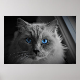 Katzenaugen, Wandkunst Poster