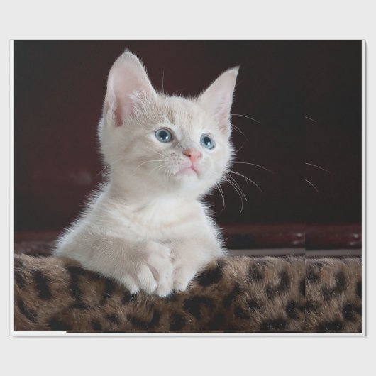 Katzenaussehen Geschenkpapier (Flach)