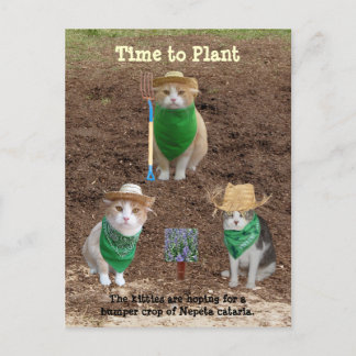 KatzenBauern, die Catmint pflanzen. Postkarte