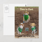 KatzenBauern, die Catmint pflanzen. Postkarte (Vorne/Hinten)