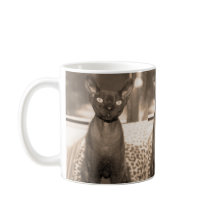 Katzenbecher Sepia-Devons Rex