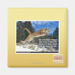 Katzenbild Magnet