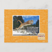 Katzenbild Postkarte (Vorderseite)