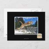 Katzenbild Postkarte (Vorne/Hinten)