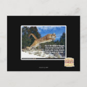 Katzenbild Postkarte (Vorderseite)