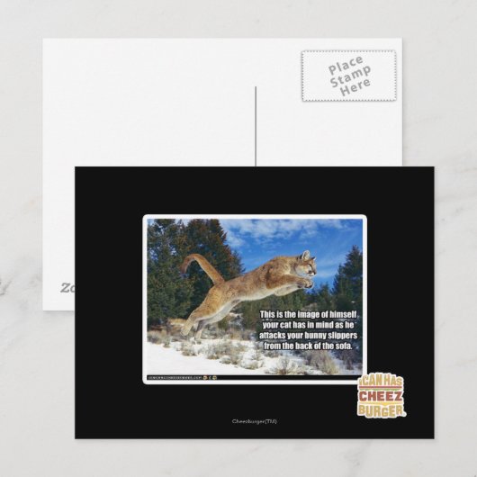 Katzenbild Postkarte (Vorne/Hinten)