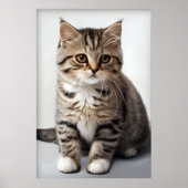 Katzenblick in der Zeit verloren Poster (Vorne)