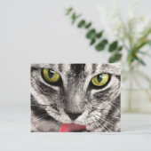 Katzenblick Postkarte (Stehend Vorderseite)