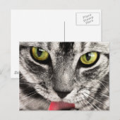 Katzenblick Postkarte (Vorne/Hinten)