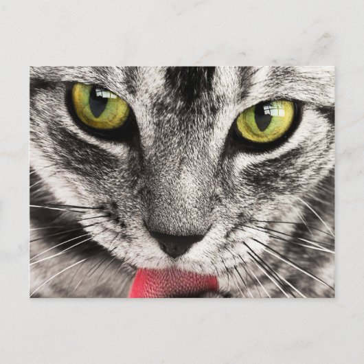 Katzenblick Postkarte (Vorderseite)