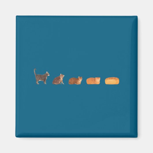 Katzenbrotlaib Evolution lustige Katzenmutter süße Magnet (Vorne)