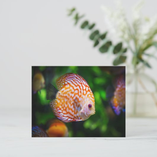 Katzenfisch Postkarte (Stehend Vorderseite)