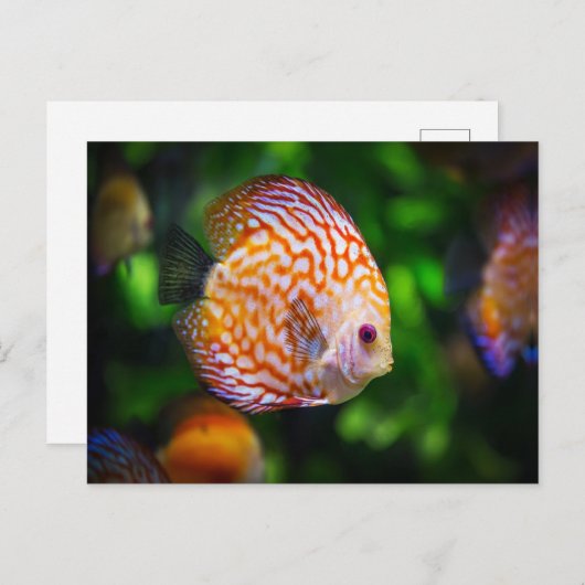 Katzenfisch Postkarte (Vorne/Hinten)