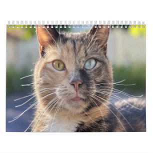 Katzenfoto anpassen Hinzufügen Kalender
