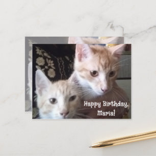 Katzenfoto vorne und hinten Geburtstagskarte Postkarte