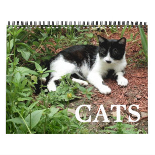 Katzenfotos kalender