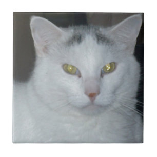 Katzengedanken Weiße Katze Fliese
