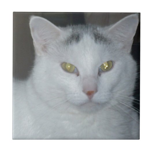 Katzengedanken Weiße Katze Fliese (Vorderseite)