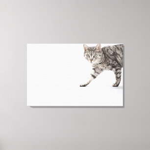 Katzengehen Leinwanddruck