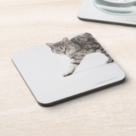 Katzengehen Untersetzer (Linke Seite)